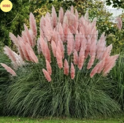 Кортадерия, Пампаска розова трева (Cortaderia Selloanа) - 2500 семена (0,5 g)