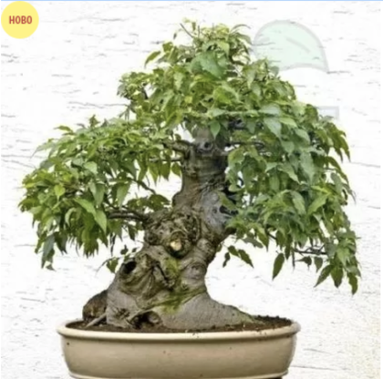 Chinese Hackberry "CELTIS sinensis" - 10 seeds - 1.5g