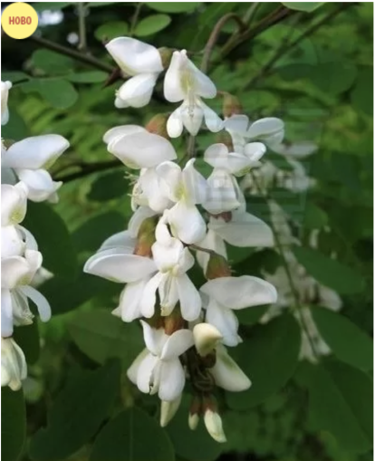 ROBINIA pseudoacacia ± 300 seeds - 5g- White Acacia