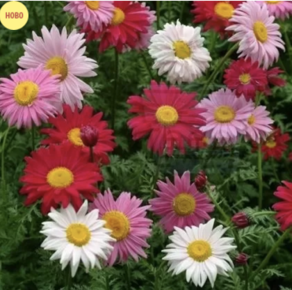 Pyrethrum - 3500 seeds - 10g