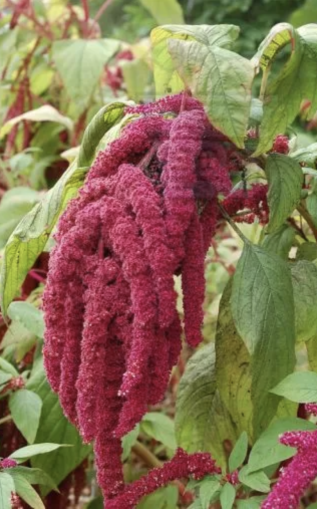 Amaranth, red - 2g seeds