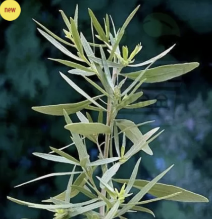 Tarragon - 2500 seeds - 0.5g