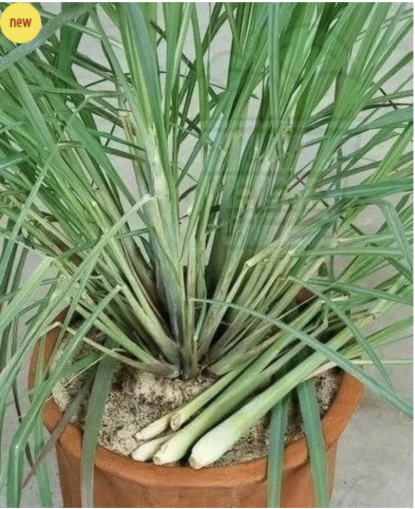 Lemon grass (Cymbopogon flexuosus) ± 1350 seeds (0.5g)