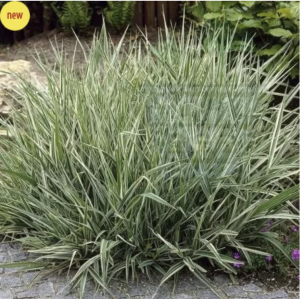 Reed Canary Grass seeds (Phalaris arundinacea) - 5g