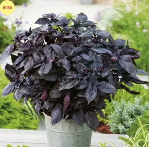 Basil "Dark Opal" - 1400 seeds 2g