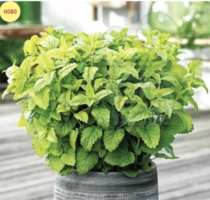 Lemon balm - 2000 seeds - 1g