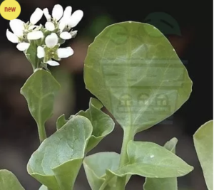 Common Scurvy-grass (Cochlearia officinalis) 1g seeds