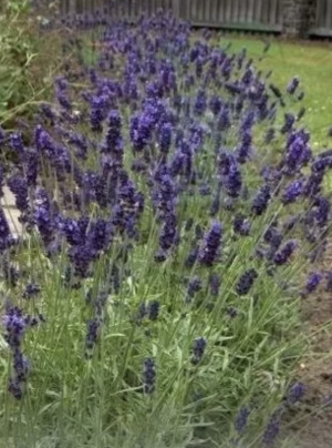 Lavender (Lavandula angustifolia) - 750 seeds (0.75g)