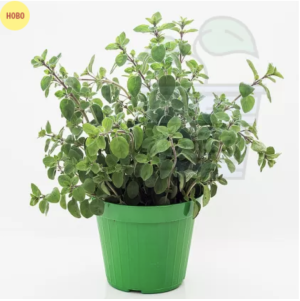 Oregano ± 7.500 seeds (1g)