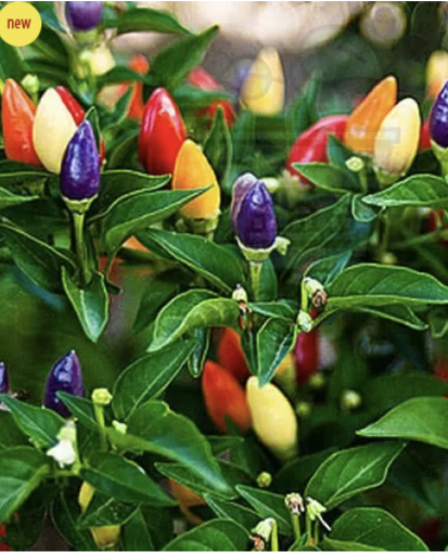 Hot pepper Chinese Five Color/ "Bolivian Rainbow" (Capsicum frutescens) 10 seeds