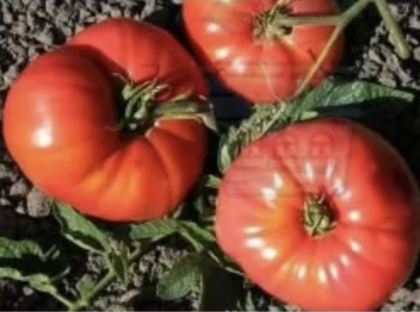 Tomato seeds variety "Ballerina" (Ballerina) 15 pcs