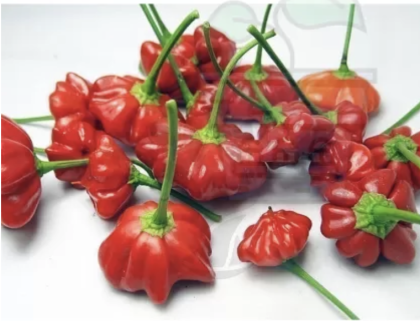 "Brazilian Starfish" Aji Chilly Pepper 15 seeds