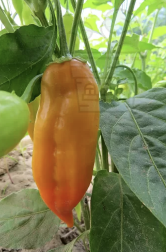 "Dong Xuan Market" White Chilly Pepper 15 seeds