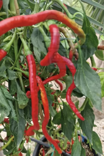 "Thunder Mountain Longhorn" Chilly Pepper 15 seeds