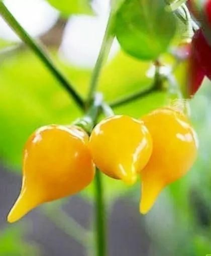 Yellow Beak Pepper seeds (Capsicum Chinense) 15 seeds