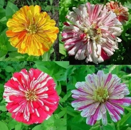 "Zebra Mixture" Zinnia Eleganse seeds (Candy Stripe Mixed) 300 pcs  (±) / 3 gr