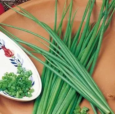 Chives - 1600 seeds 2g