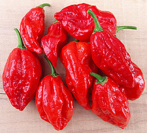 "Naga Morich" Chilly Pepper 15 seeds