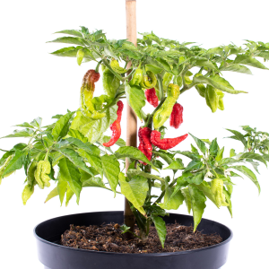 "Leviathan Gnarly Scorpion" Chilly Pepper 10 seeds