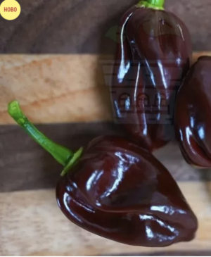 Hot pepper Habanero Chocolate (Capsicum chinense) 10 seeds