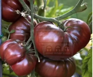 "Zakopane" Tomatoes (Zwarte Cevennes) 15 seeds