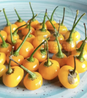 "Charapita Peach" Aji Chilly Pepper 15 seeds