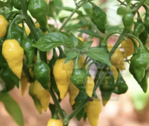 "Habanero Lemon" Chilly Pepper 15 seeds