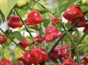 "Bishop's Crown" Chilly Pepper 10 seeds