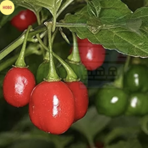 "Cochabamba" Aji Chilly Pepper 15 seeds