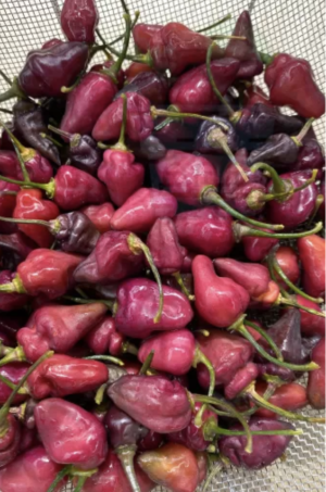 "Red Noble" Chilli Pepper (Fidalga Roxa) 10 seeds