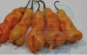 "Massimo's Erotico" Chilly Pepper 10 seeds