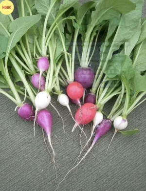 "Magnet F1" Chinese Radish seeds 1 gr