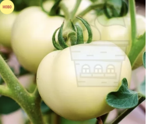 "Buffalo's Heart White" Tomatoes (Coeur de Boeuf Blanc / Weisses Ochsenher) 15 seeds