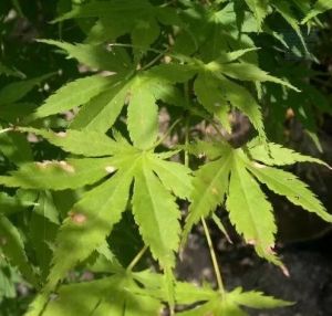 Japanese Maple "ACER palmatum" - 25 seeds