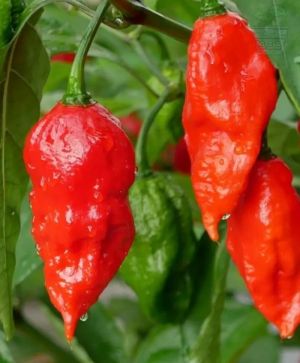 Ghost pepper (Capsicum chinense - "Bhut Jolokia") 10 seeds