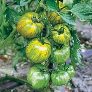 "Green Zebra" Tomatoes 25 seeds