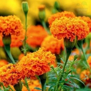 African marigold seeds (Tagetes erecta) 30 pcs