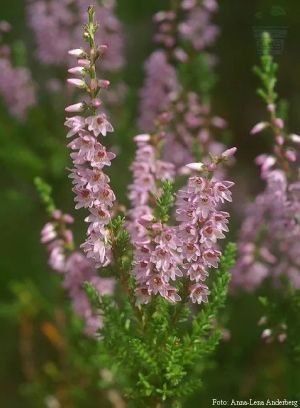 Calluna (Calluna vulgaris) seeds for 500 plants